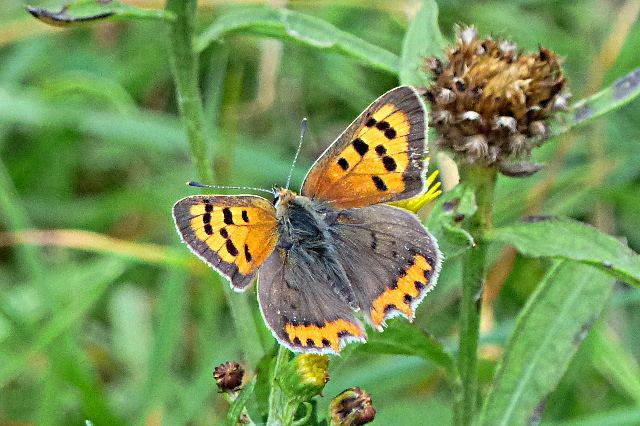 Small Copper Watery Grove 22 Aug 16