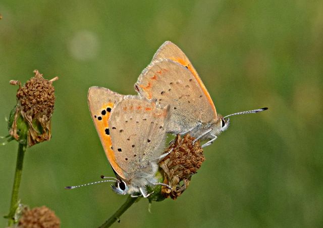 Small Coppers Watery Grove 28 Sep 17
