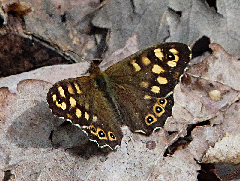 Speckled Wood Newton Wood 23 Apr 19