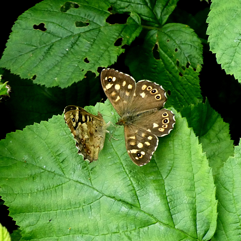 Speckled Woods Monk's Wood 11 Jun 21