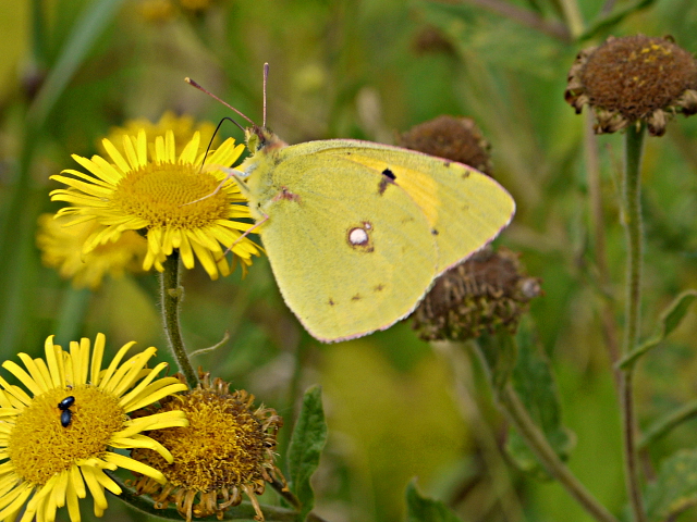 Clouded Yellow at Thorley Wash 12 Aug 13