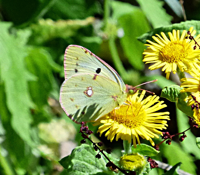 Clouded Yellow at Bookham Common 23 Aug 16