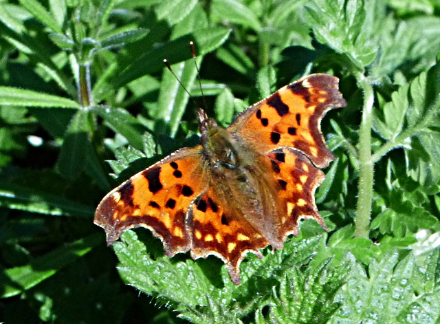 Comma at Fairlands Valley Park 15 Mar 17
