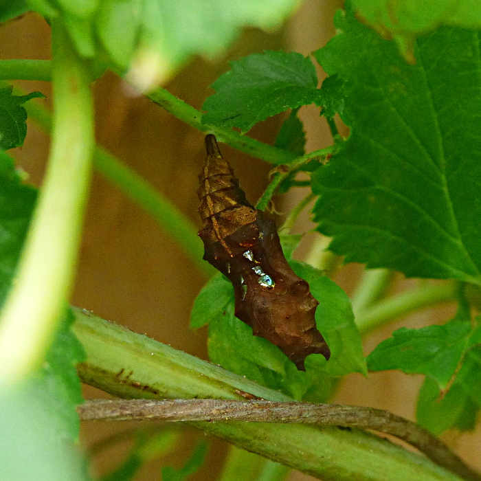 Comma pupa on hop garden 2 Sep 19