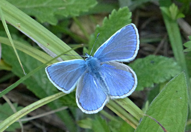 Common Blue at Norton Green Common 28 May 17