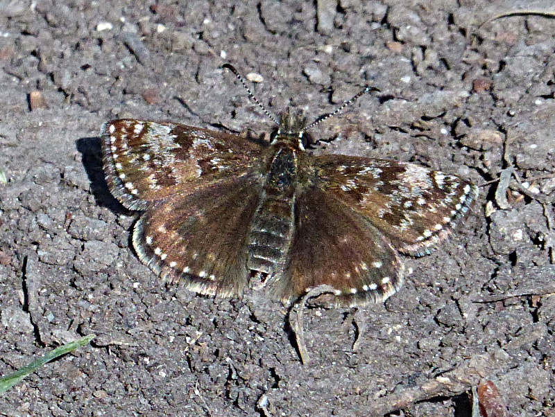 Dingy Skipper Bison Hill 15 May 19