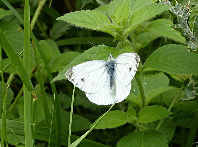 Green-veined White at Watery Grove 15 Jul 15