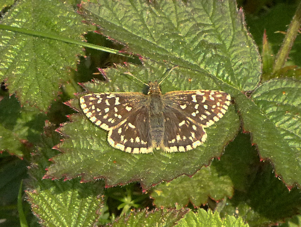 Grizzled Skipper at Bison Hill 9 May 16
