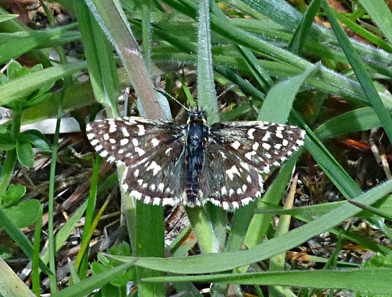 Grizzled Skipper at Bison Hill 15 May 19