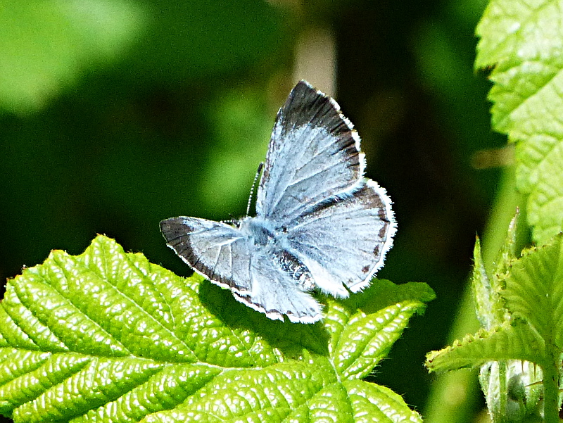 Holly Blue Bareleigh 18 May 18