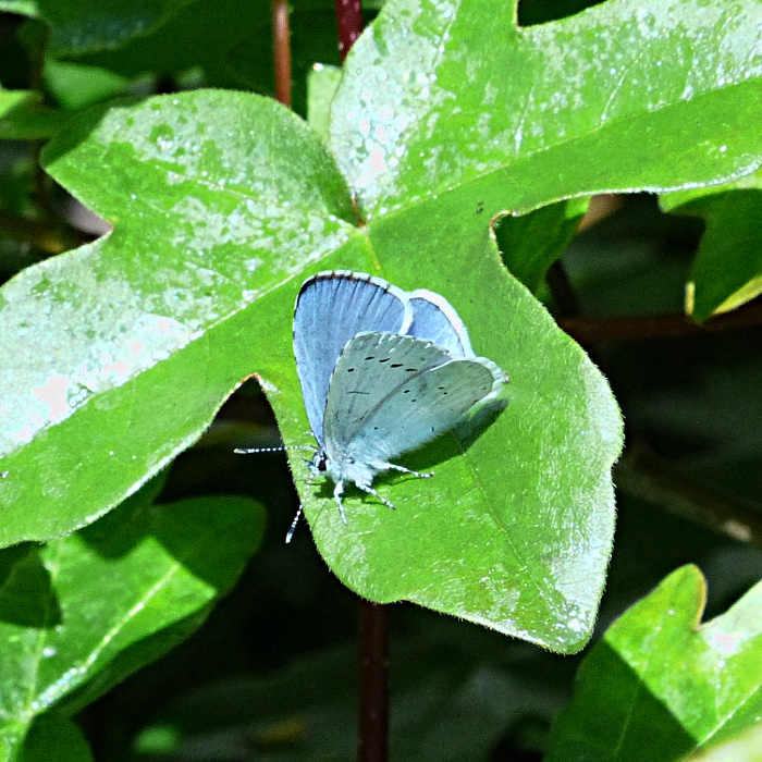 Holly Blue Stevenage 2 May 19