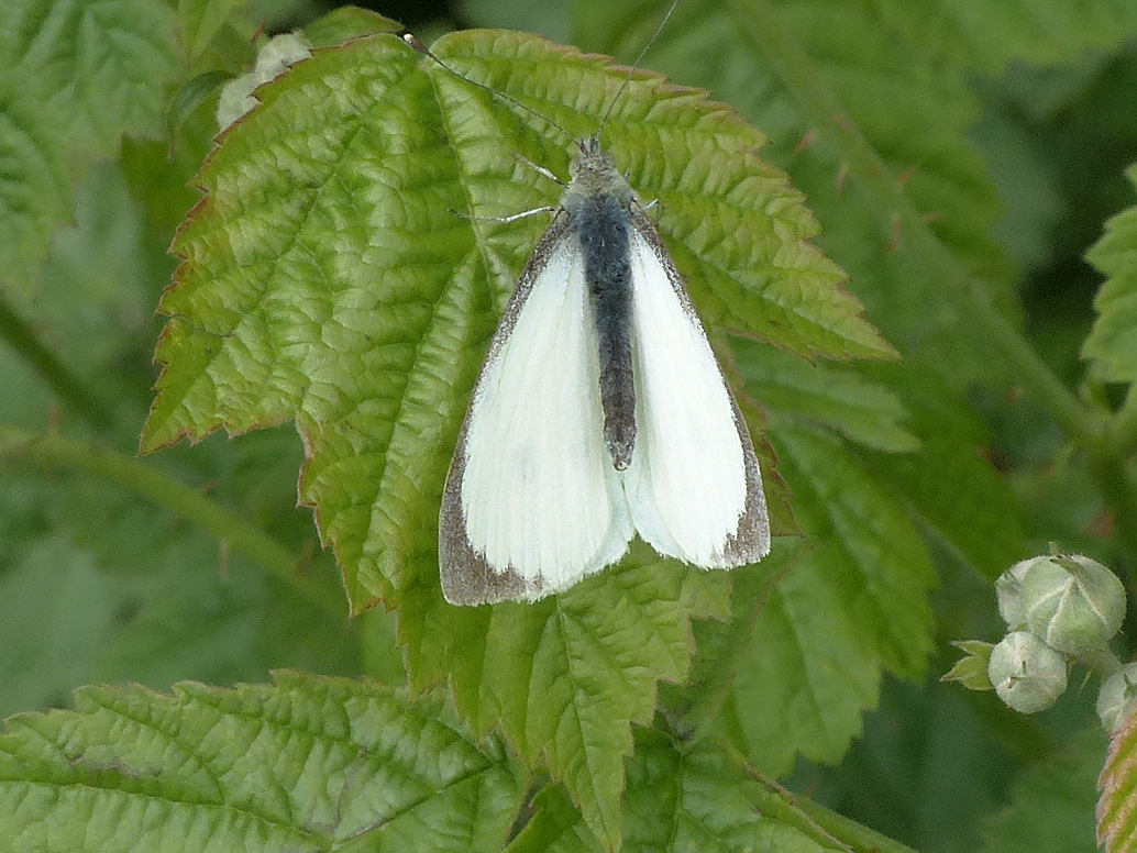 Large White at Monks Wood 21 May 15