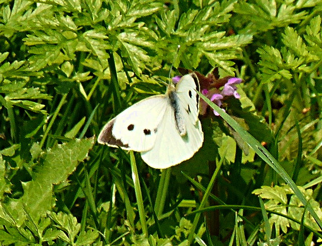 Large White at Chapelfoot 9 Jun 16