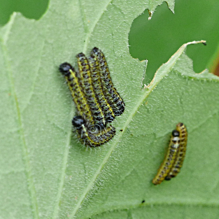 Large White larvae Stevenage 1 Oct 18