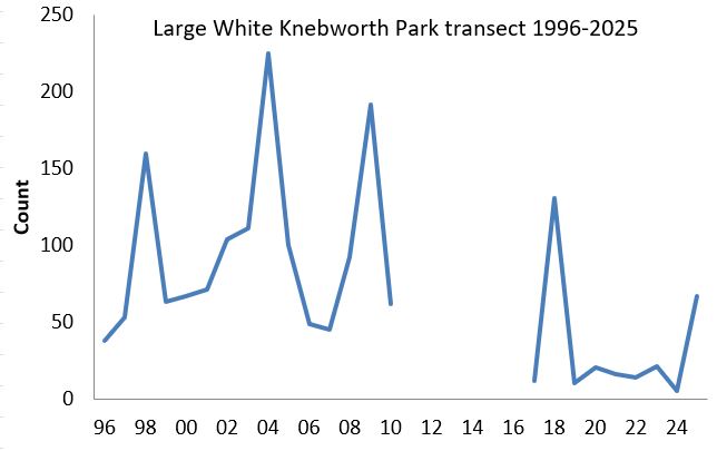 Large White Knebworth Park transect abundance chart