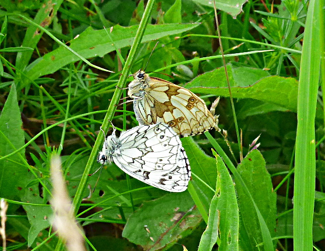Marbled White at Watery Grove 4 Jul 16
