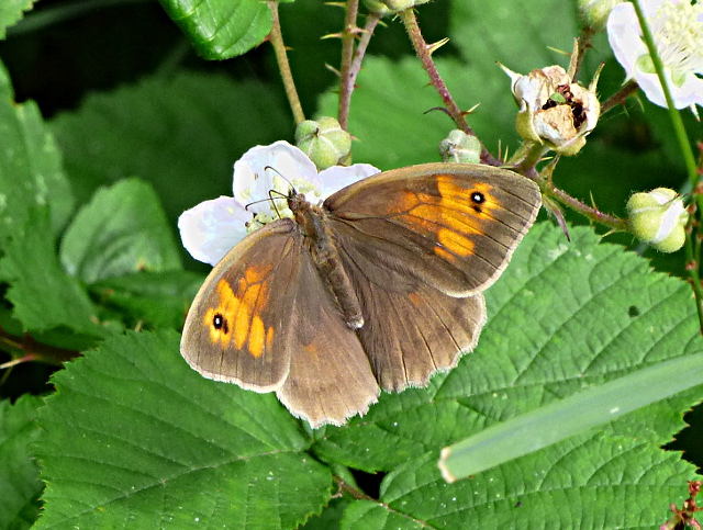 Meadow Brown at Six Hills Common 2 Jul 16