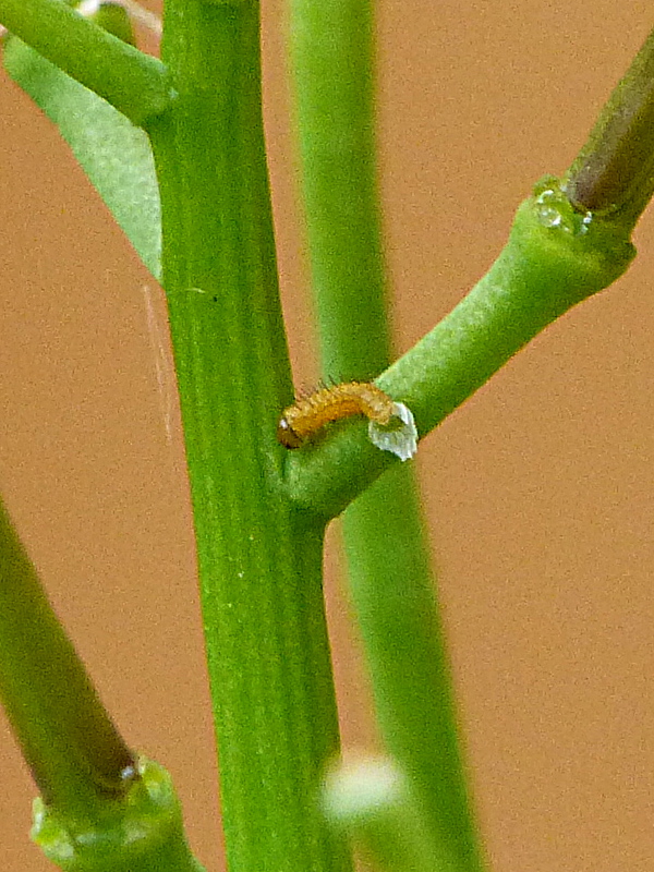 Orange-tip larva Stevenage garden 14 May 18
