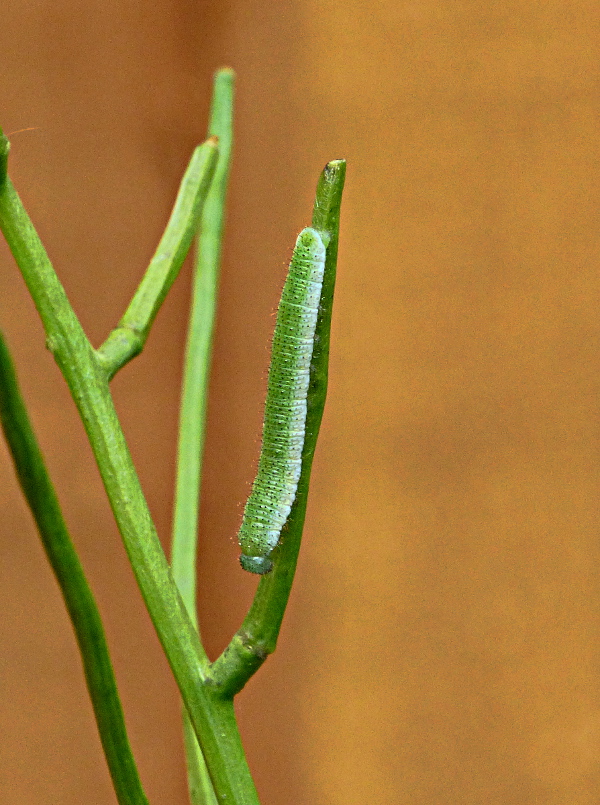 Orange-tip larva Stevenage garden 31 May 18