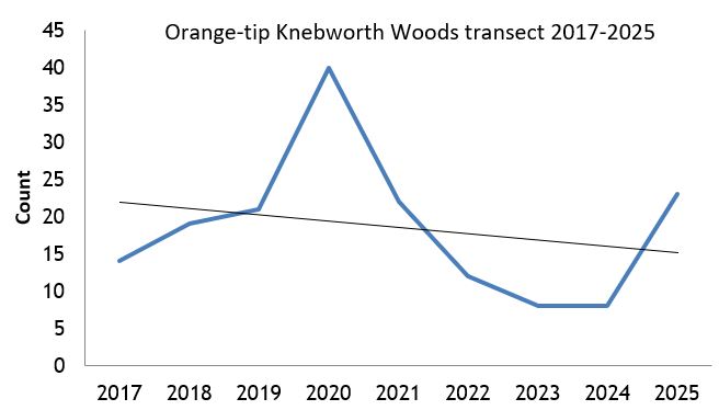 Orange-tip Knebworth Woods transect abundance chart Orange-tip Knebworth Woods transect abundance chart