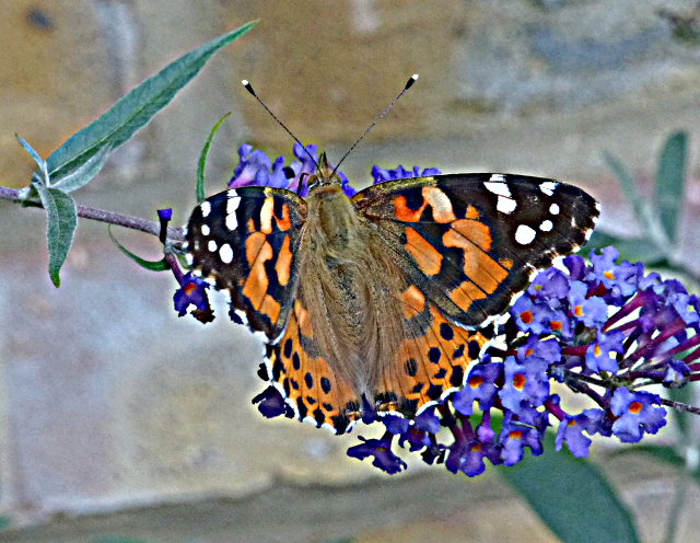 Painted Lady in garden 12 Aug 17