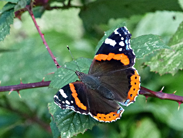 Red Admiral at Fairlands Valley Park 4 Oct 16