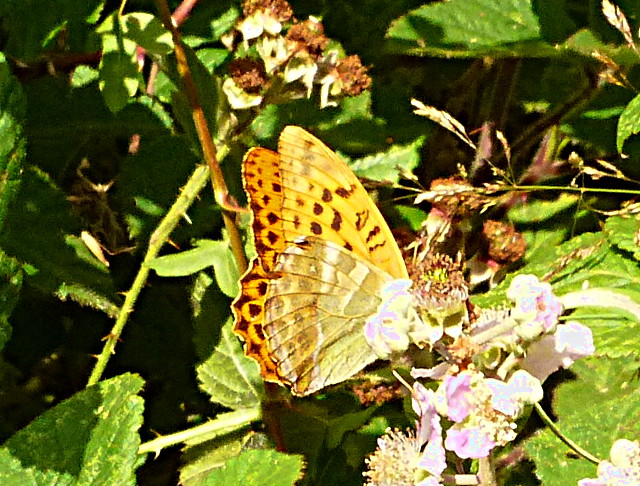 Silver-washed Fritillary at Hatfield Forest 25 Jul 16