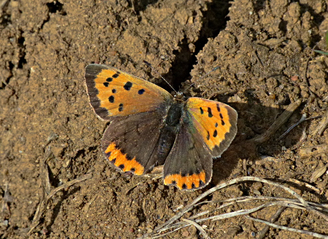 Small Copper Knebworth Park 24 Sep 17