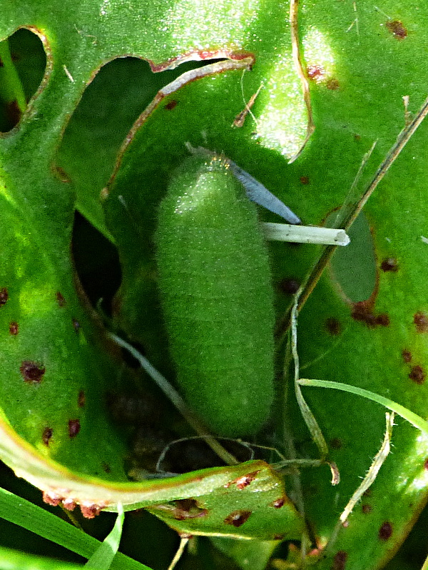 Small Copper larva Stevenage garden 5 Sep 18
