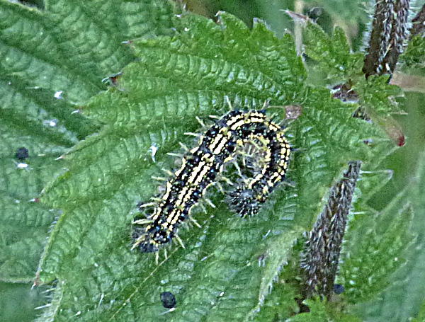 Small Tortoiseshell larva Norton Green 2 Jun 17