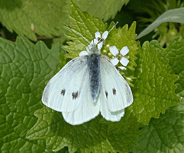 Small White at Graveley 3 May 16