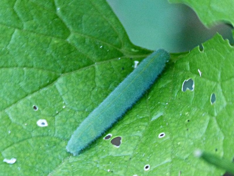 Small White larva Stevenage garden 28 Jun 18