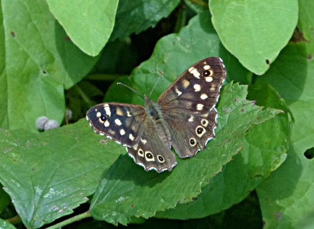 Speckled Wood Norton Green 10 Aug 17