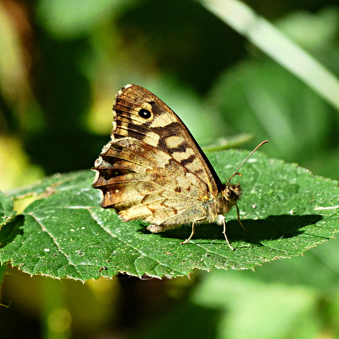 Speckled Wood Whomerley Wood 30 Aug 19