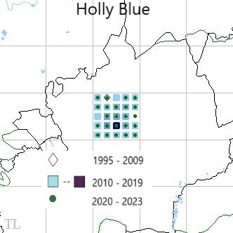 Holly Blue TL22 distribution