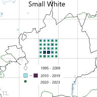 Small White TL22 distribution