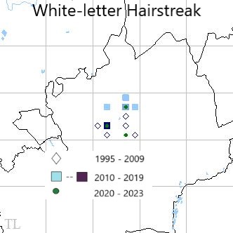 White-letter Hairstreak TL22 distribution