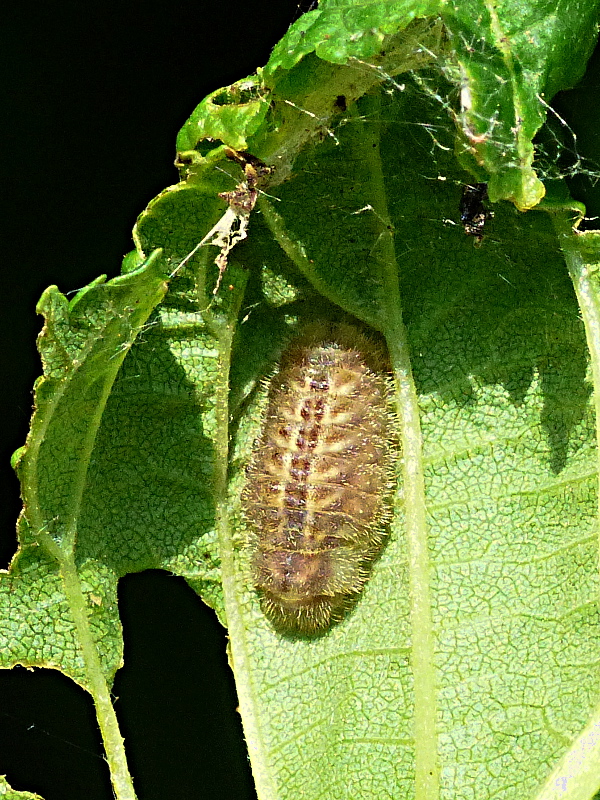 white-letter Hairstreak larva at Six Hills 27 May 18